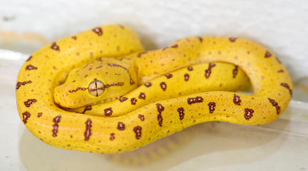 a baby "green tree python" (formerly known as "Chondropython viridis") now known as "Morelia viridis"