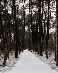 forest in winter