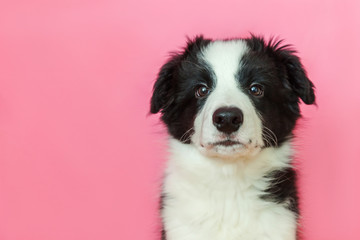 Fototapeta na wymiar Funny studio portrait of cute smilling puppy dog border collie isolated on pink pastel background. New lovely member of family little dog gazing and waiting for reward. Pet care and animals concept