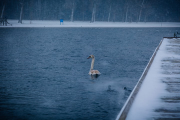 Swan in the pond