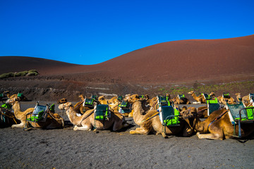 Spain, Lanzarote, Group of many camels waiting in the sun to transport tourists over volcanic landscape