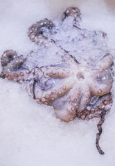 Close-up shot of an octopus displayed in a supermarket in ice. Fresh fish. The concept of healthy eating.