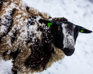 sheep in snow