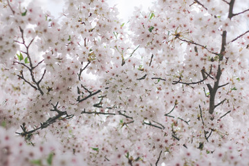 Flowering cherry tree in the forest park Dresden