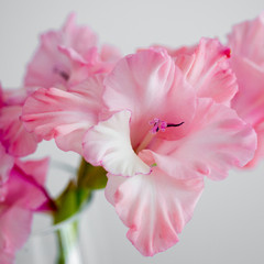 Pink gladiolus flower in a vase closeup - obrazy, fototapety, plakaty