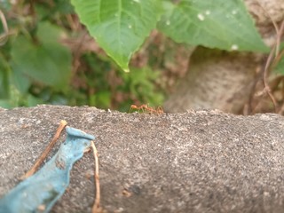 Drought conditions of forests in Thailand6