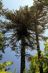 Green araucaria araucana pine trees in Conguillio NP in central Chile against deep blue cloudless sky