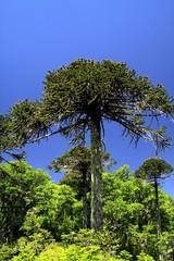 Green araucaria araucana pine trees in Conguillio NP in central Chile against deep blue cloudless...