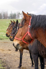 Obraz premium Horses heads in row on a meadow. 