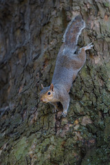 Ardilla colgando del tronco