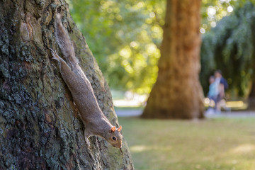Ardilla colgando del tronco del árbol