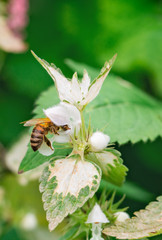 bee collects nectar from a white flower