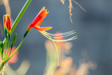 Selective focus colorful blooming flower.Blurred flower on nature background.