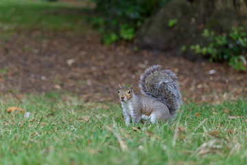 Ardilla en el parque