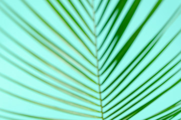 Obraz premium Top view unfocused green leaf branch of palm tree on blue background. Palm leaf texture