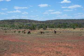 Summer Outback Australian landscape with brumby wild horses northern territory Australia