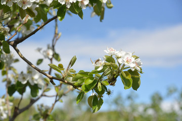 Bee on a blossomed tree