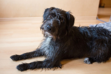Naklejka na ściany i meble No-breed black dog with long hair is looking