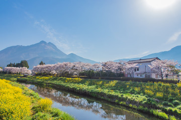 Obraz premium 桜と菜の花と由布岳 cherry blossoms and canola flower and Mt. Yufudake 大分県湯布院 Yufuin