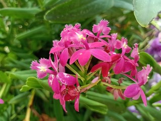 Orchid flowers and other beautiful flowers in the Thai flower garden41