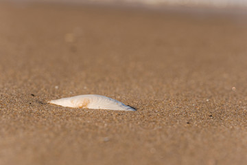 Usedom baltic sea nature outdoor