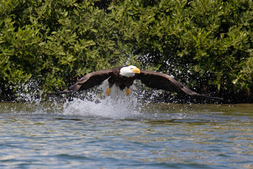 One Bald Eagle springs from the Gulf Intracoastal Waterway near Englewood, Florida, after trying to catch a fish