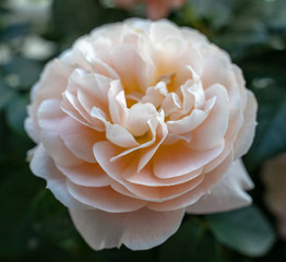 Fototapeta na wymiar flowers blooms in spring,chinese rose