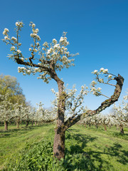 pear trees blossom in spring under blue sky in holland
