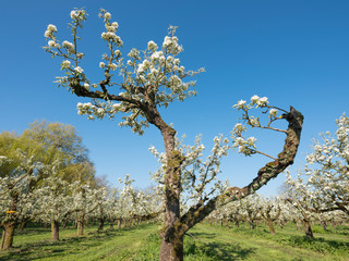 pear trees blossom in spring under blue sky in holland