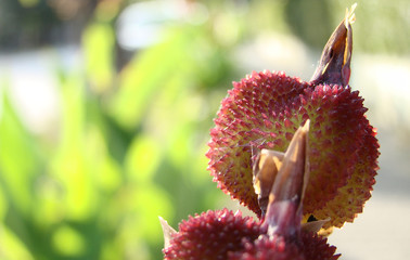 red cactus like flower