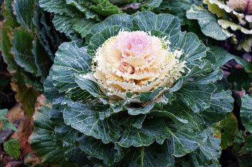 Ornamental cabbage in the garden