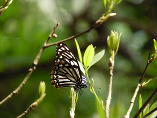 Butterfly flying on the tree