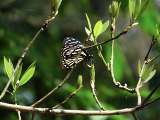 Butterfly flying on the tree