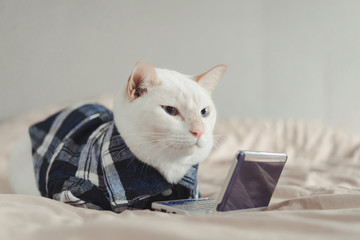 Portrait of White Cat wearing glasses,animal fashion concept.