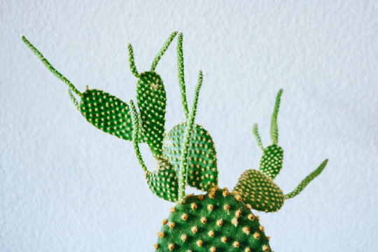 Cactus plant developing an Etiolation (unusual long and tendril-like, lighter growth due to lack of light) 