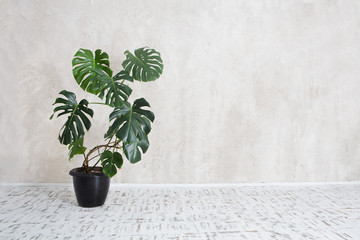 flower a monstera in a pot in an interior against the background of a wall - obrazy, fototapety, plakaty