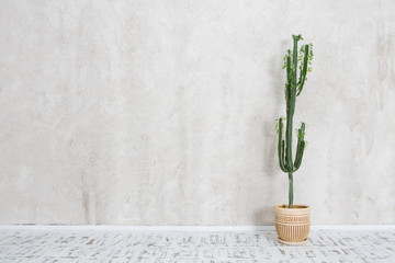 cactus in a pot against the background of a wall. Modern grungy interior.