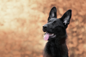 Portret szczeniaka, czarny owcarek niemiecki © Agnieszka