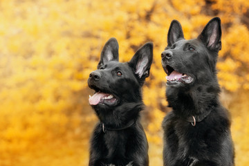 Portret dwóch czarnych owczarków niemieckich na żółtym tle