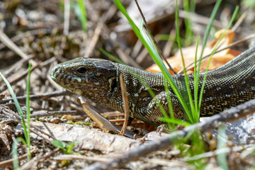 Sand lizard (Lacerta agilis) close-up