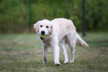 lovely cute golden retriever playing with a ball on green grass