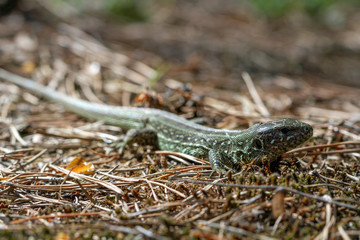 Fototapeta premium Sand lizard (Lacerta agilis) close-up