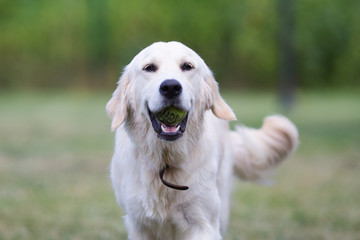 lovely cute golden retriever playing with a ball on green grass