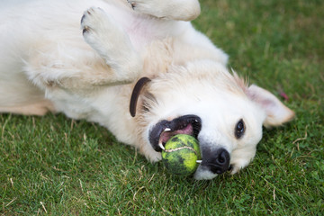 Fototapeta premium lovely cute golden retriever playing with a ball on green grass