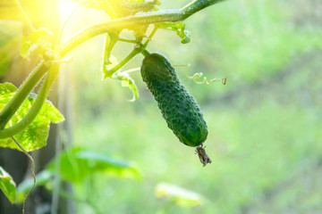 Young cucumber plant in rays of sun. Green vegetable marrow growing on bush. Harvesting time. Selective focus. Copy space