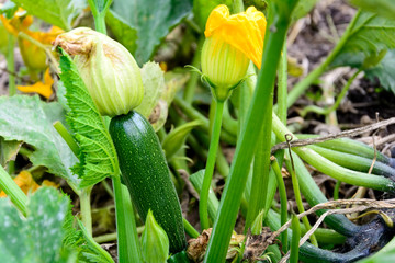 Zucchini plant and flower. Green vegetable marrow growing on bush. Harvesting time. Selective focus
