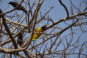 yellow bird and bulbul