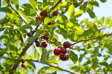 A branch with ripe cherries in the orchard