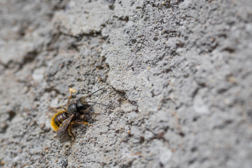 Close up macro of bee on gray concrete at sunny day