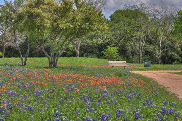 Spring Blubonnets near Waco Texas